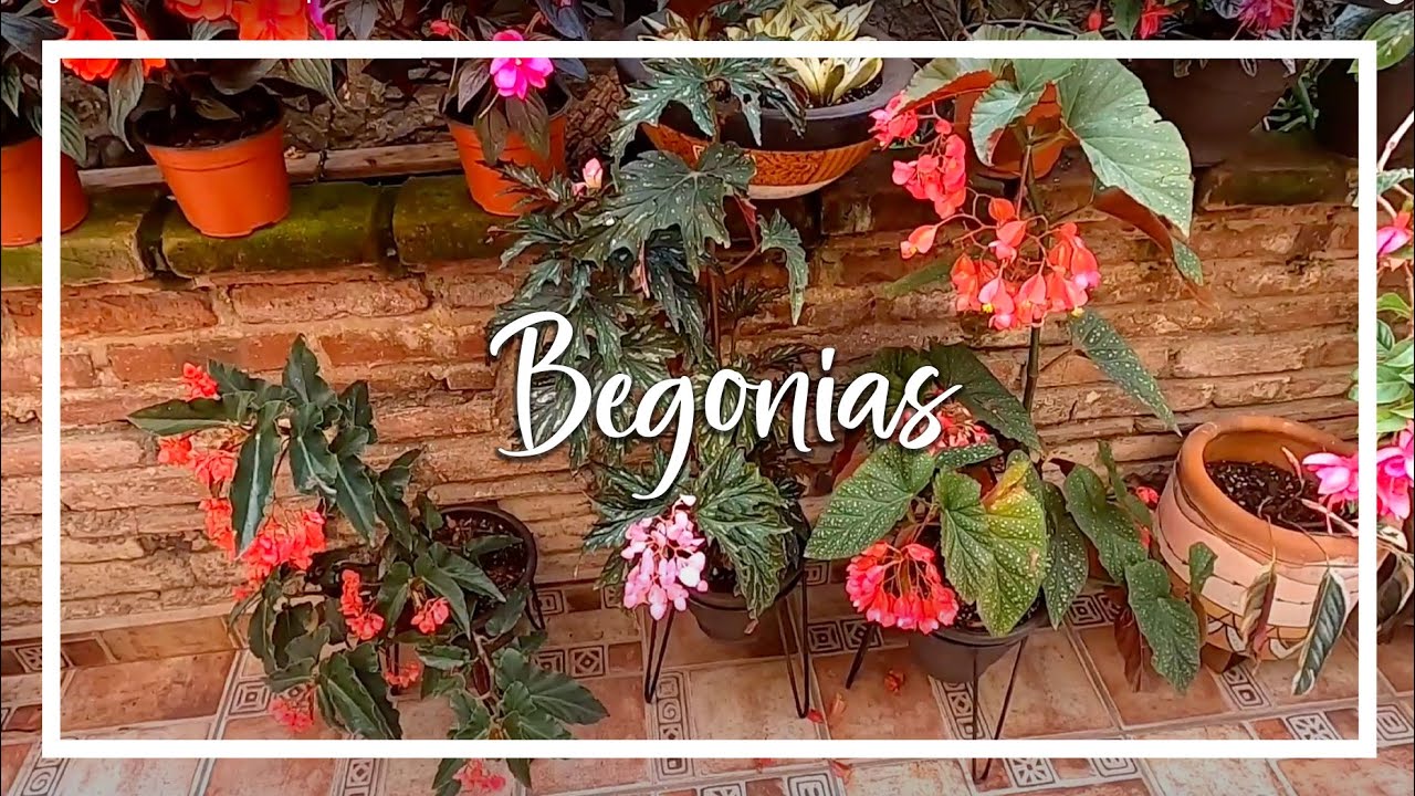 Begonias + Ultimas compras en el vivero