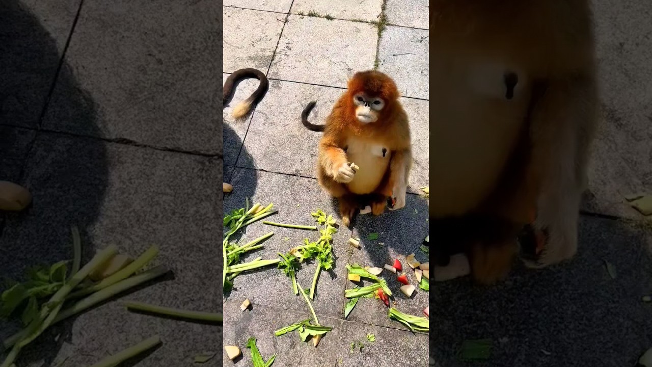 Monkey's eating vegetable 3🥒🍆🤤🐵#shorts #youtubeshorts #viralshorts #monkey #shortsfeed #monkeyvideos