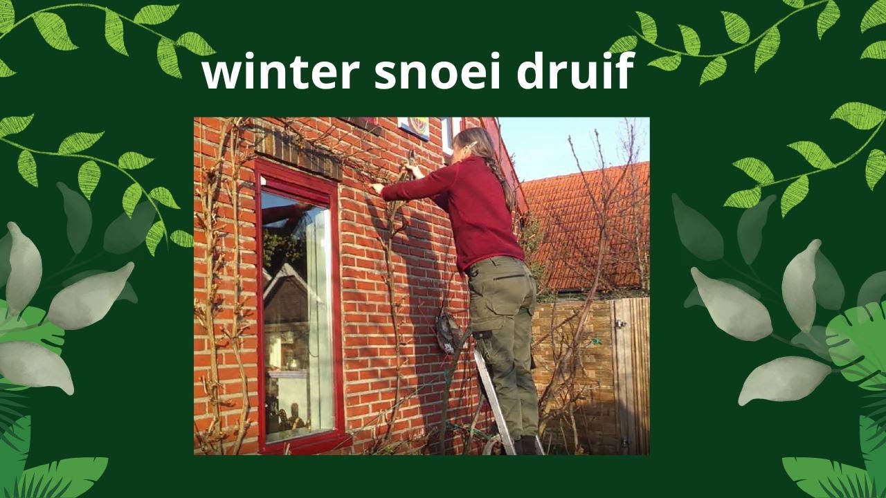 winter snoei druif | B&B Woudrichem | vorst