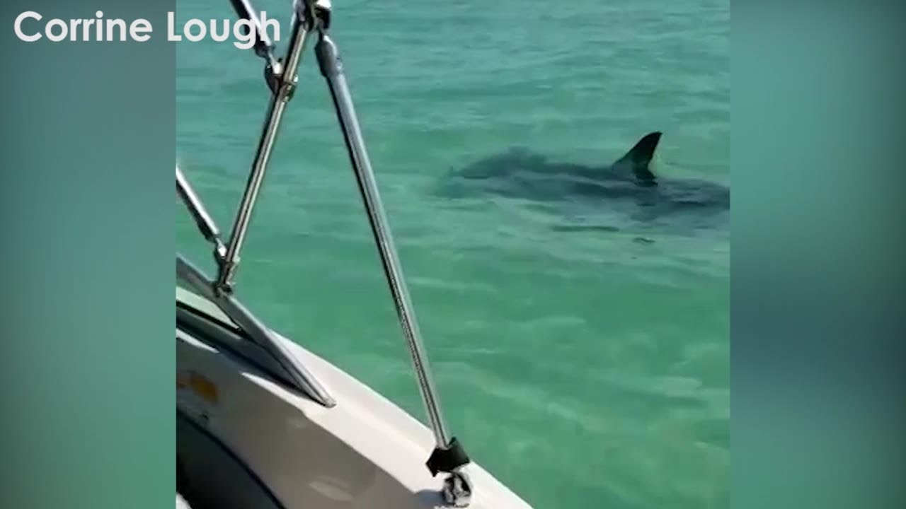 Hammerhead sharks spotted along Tampa Bay coast: Mote Marine scientist has facts, safety tips