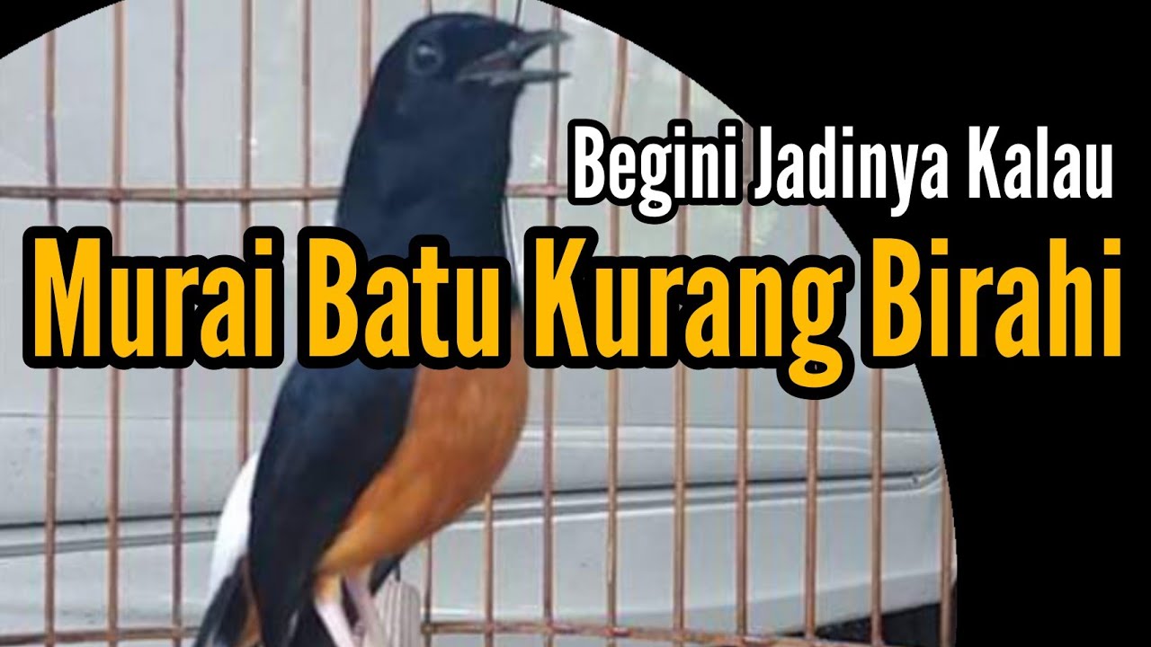 Ciri - ciri Murai Batu Kurang Birahi | Kekurangan Nutrisi | Bengkel Murai Batu