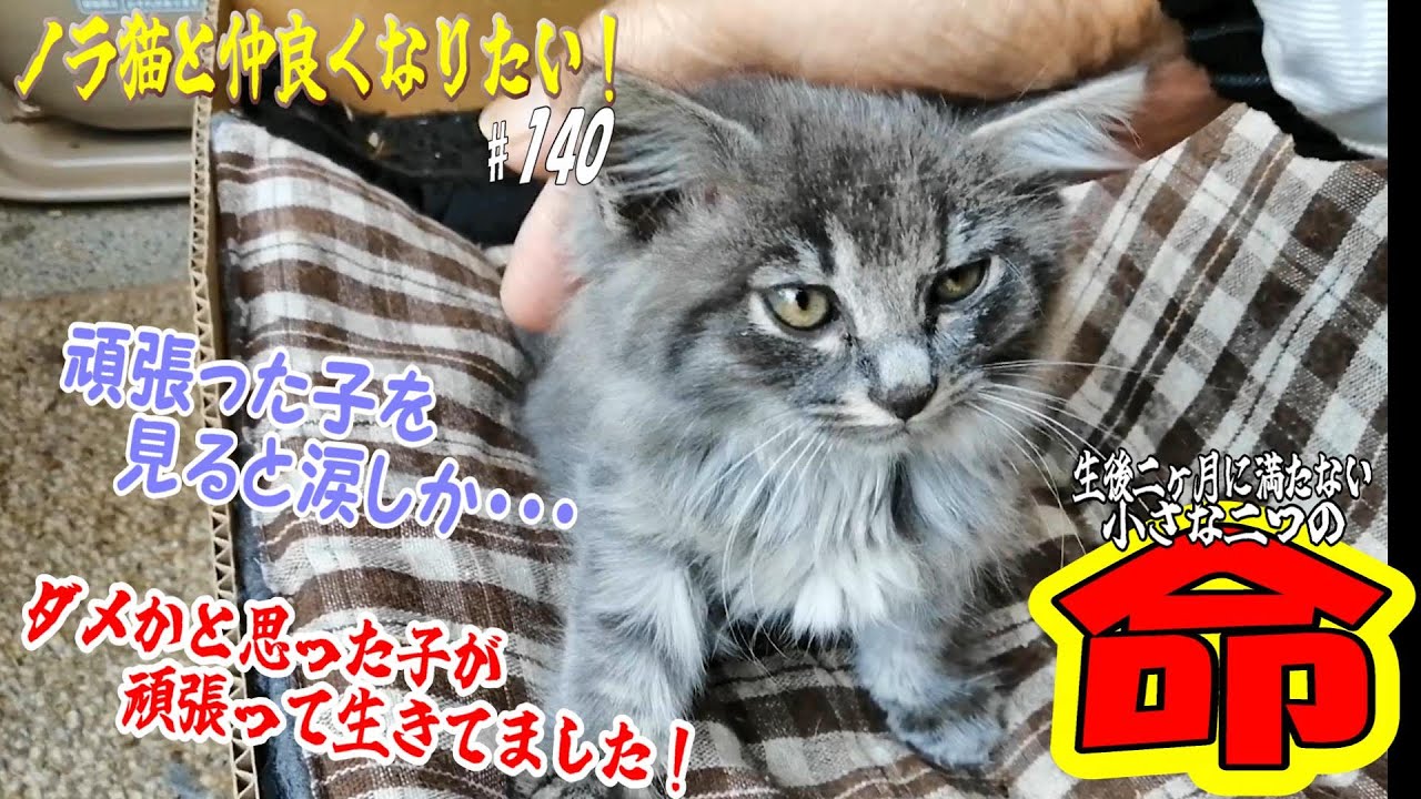 【protect the cat】ダメだろうと思った「生後二ヶ月の子猫」が、過ごした日々を忘れず帰って来ました！😭　通いネコ 「しまちゃん」#140