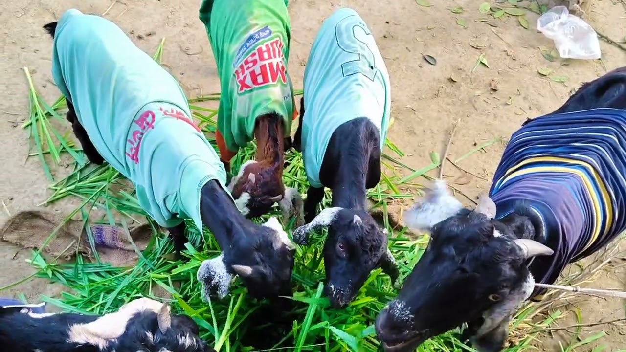 এই শীতের মধ্যে ছাগলকে একটু জামা পড়িয়ে দিলাম