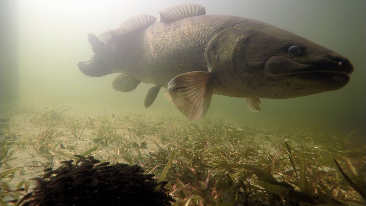Amazing Underwater Footage of a Bowfin Guarding Babies