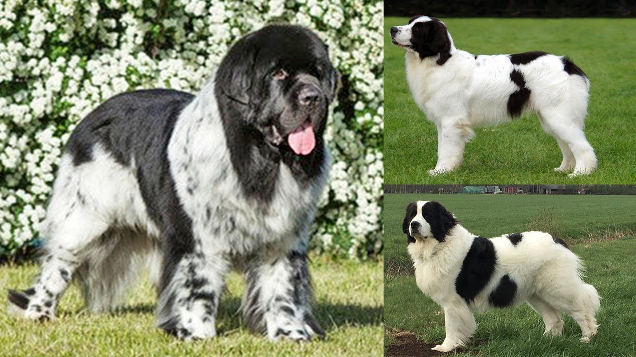 El Perro Sabueso Landseer
