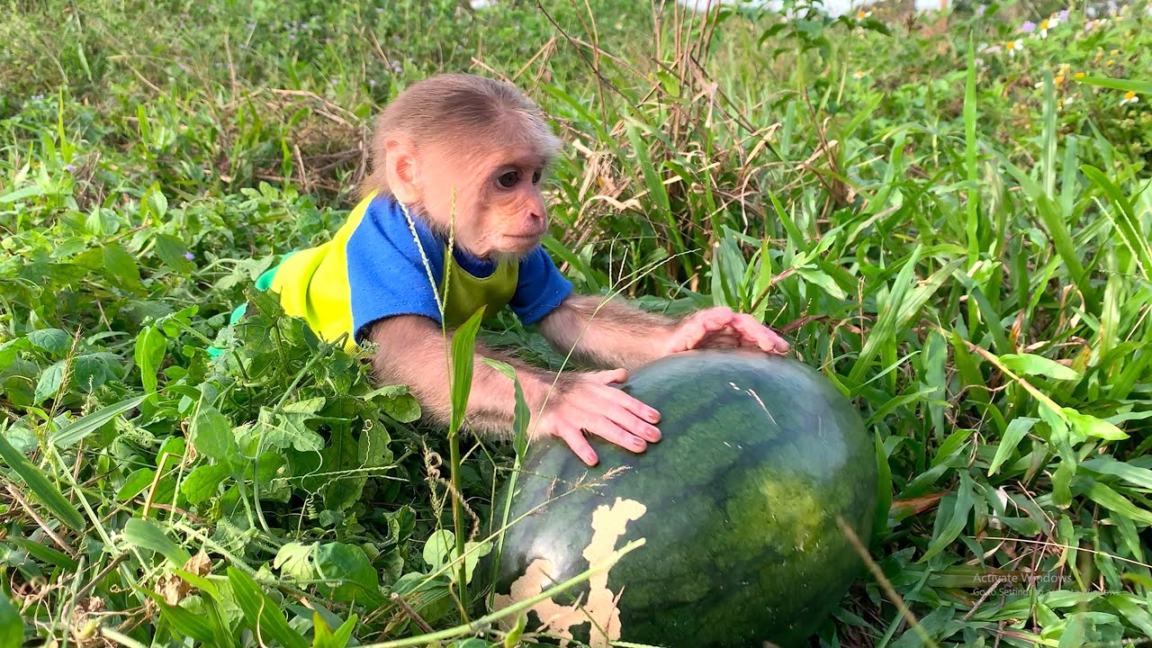 You Won’t Believe It! Mynu Discovers a Giant Watermelon During Fun Outing