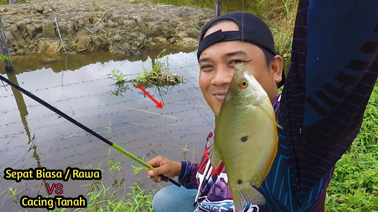 Terlalu Banyak Ikannya Ngantri Nunggu Umpan Turun...!!! Mudahnya Mancing Ikan Sepat Biasa / Rawa