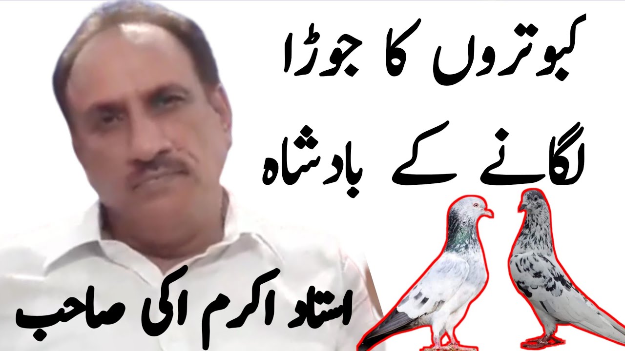 Ustad Akram learned to make a pair of pigeons from Aki | Kabootar Ka Joda banane ka Sahi tarika