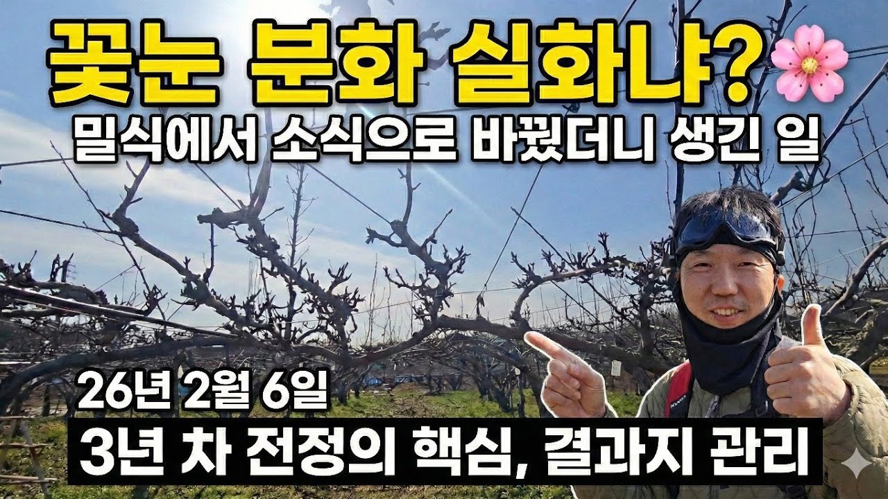 신고배 밀식 다주지 도장지 재배지 3년차 전정 - 26년 2월 6일 나주 금천 신고배 과수원 일지 p260206
