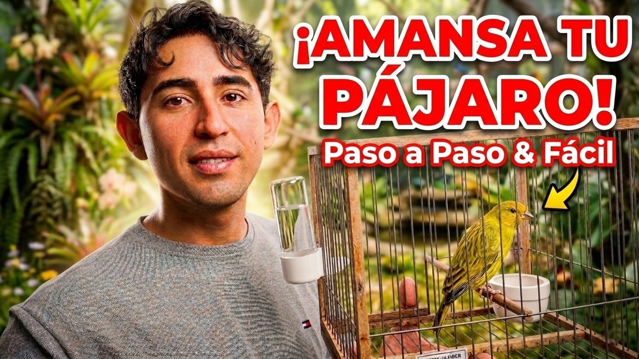 Como Amansar un Pajaro y animarlo a Cantar | TRUCOS EFECTIVOS