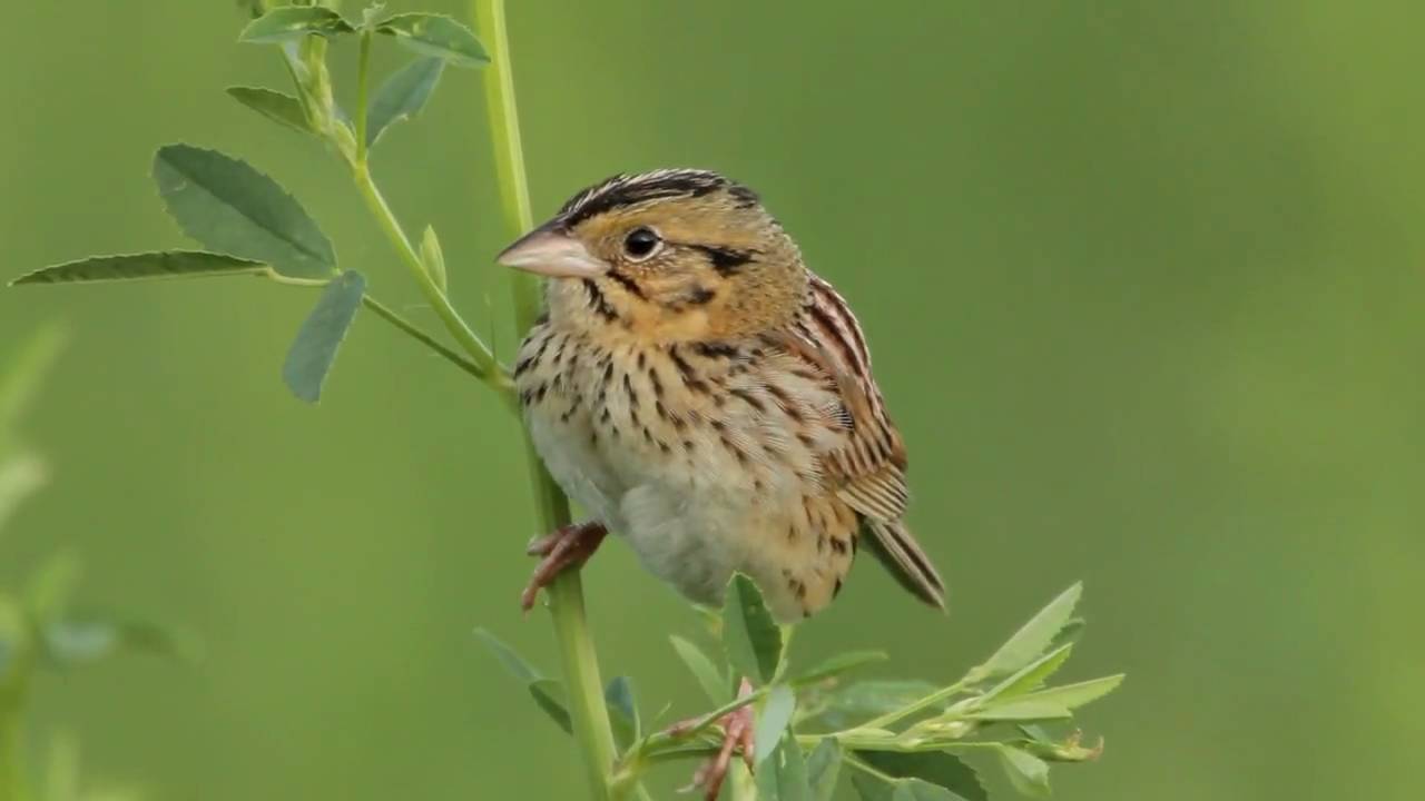 Henslow's Sparrow