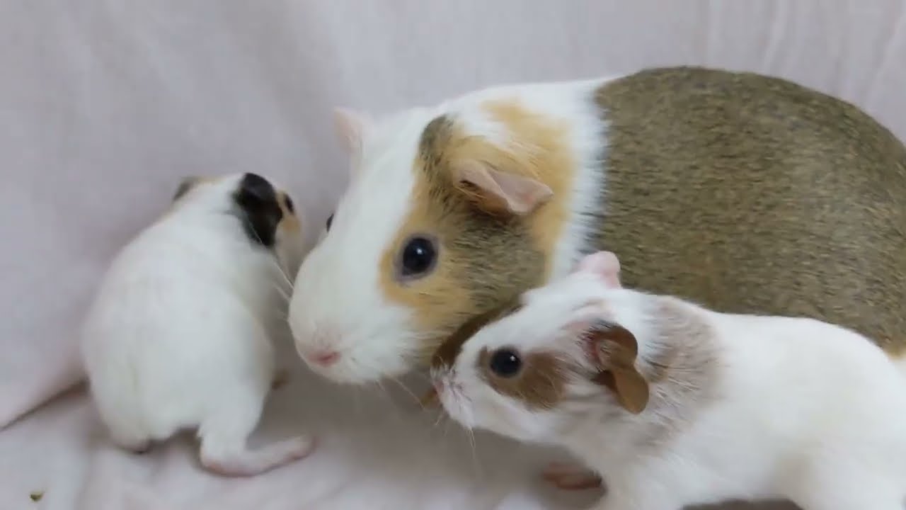 Adorable Mama and Her Guinea Pig Babies