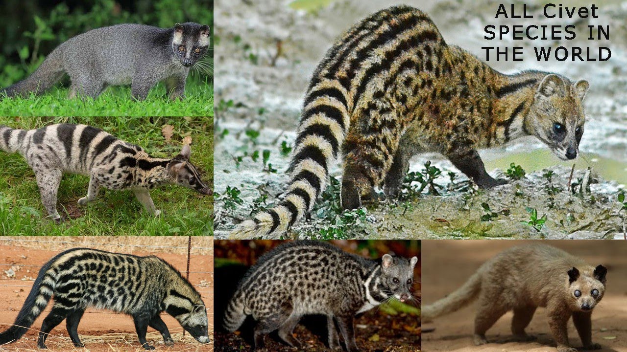 All Civet Species - All types of civet in the world