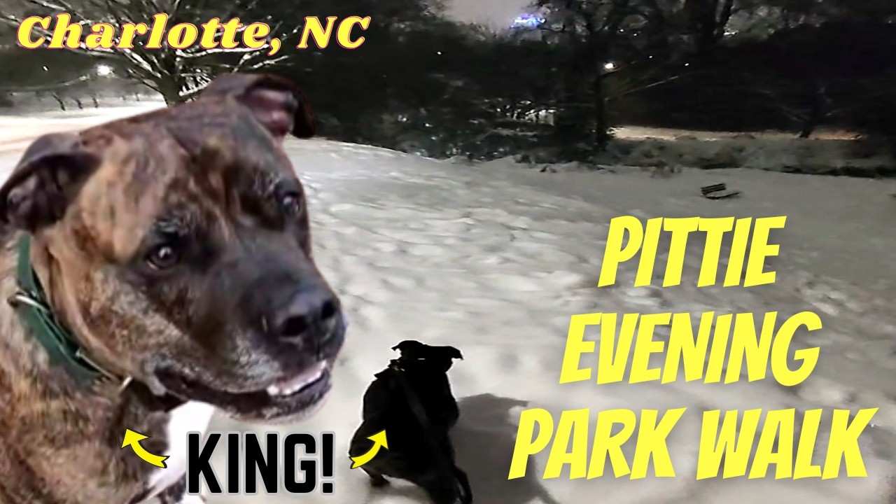 Winter Wonderland Dog Walk in the New Snow | Fitness