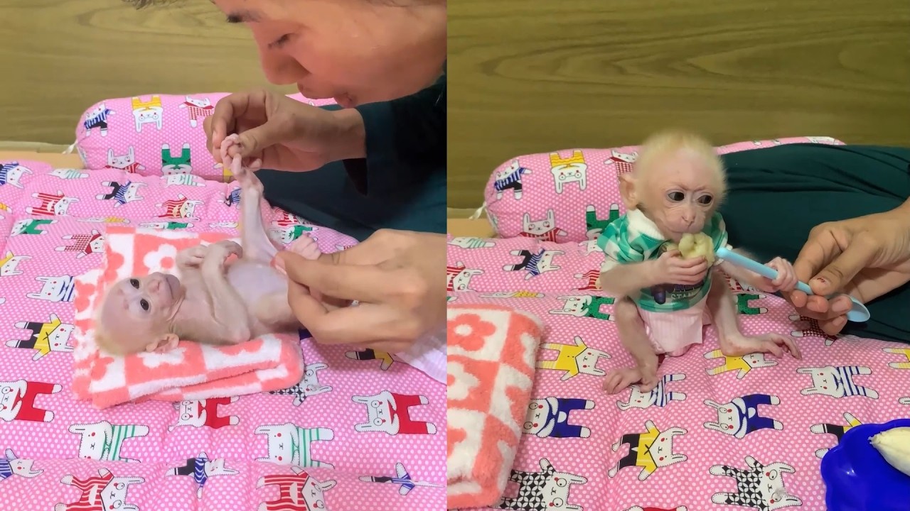 Tiny Baby Monkey Morning Routine 🐵💗 | Bath Care & First Bites of Banana 🍌