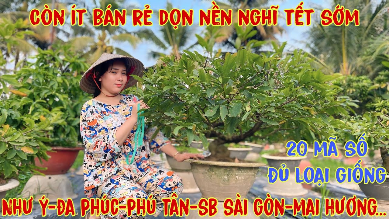 25-1☎️0706938527 Quế Anh ☎️🌳Mai Vàng Chơi Tết Giá Rẻ🌳giảo hương chùm-giảo như ý-sbsg-giảo phú tân🌳