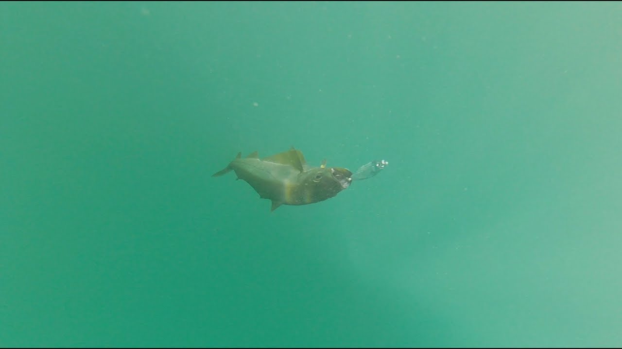 Fishing from my Honwave with underwater footage