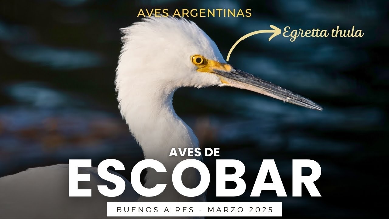 Los últimos días del verano entre aves migradoras en Escobar