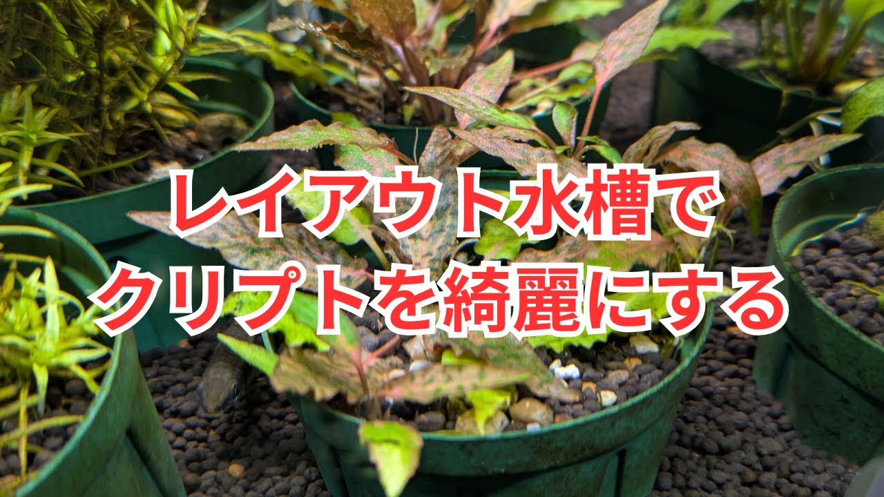 レイアウト水槽でクリプトコリネを綺麗に仕上げるコツ
