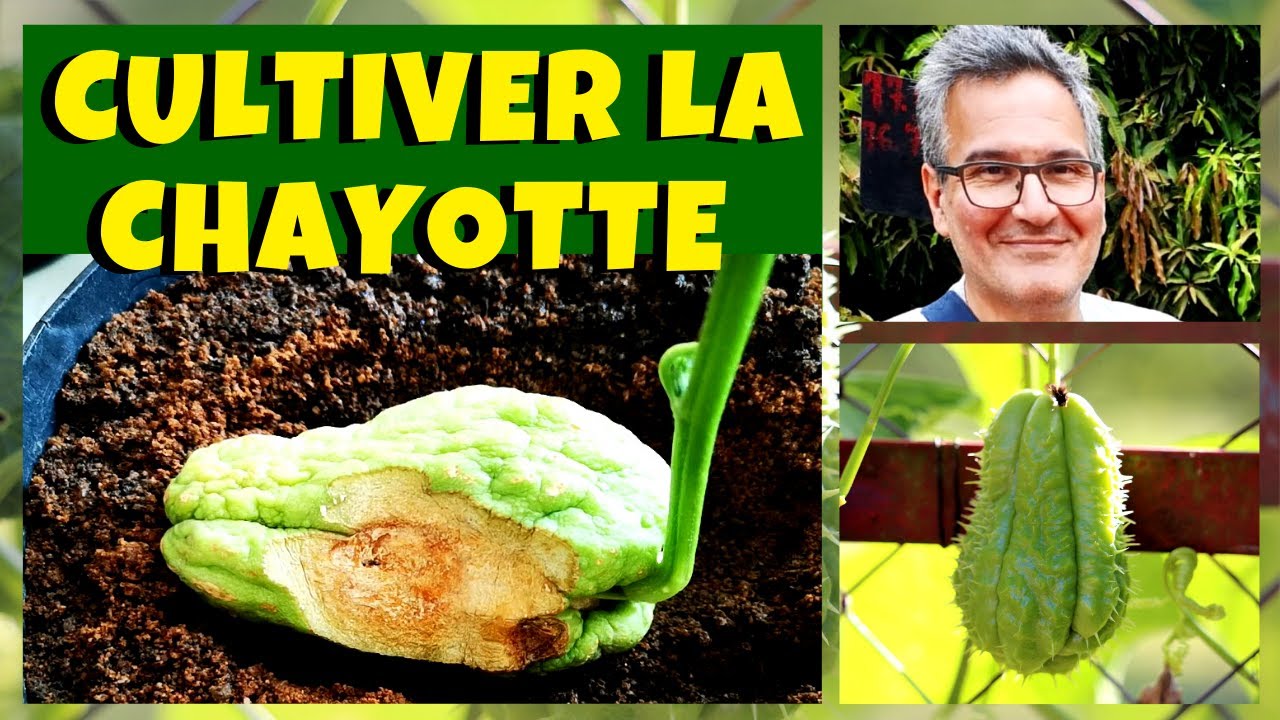 Christophine : cultiver la chayotte ou chouchou