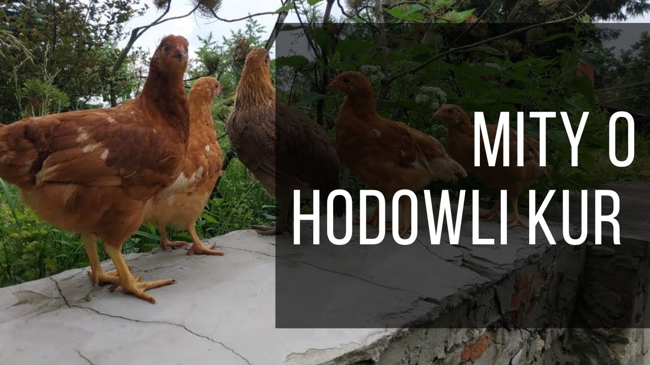 Przydomowa hodowla kur - fakty i mity #jakzaczachodowlekur 01 #pierwszykurnik