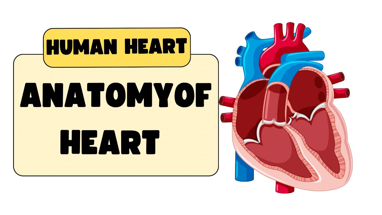 Human Heart Explained | Anatomy of Human Heart | Class 11 Biology Notes For NEET | NEET Biology
