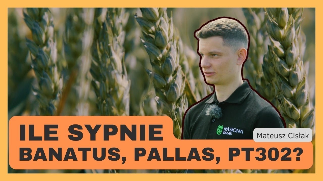 Ile sypnie SU Banatus, Pallas i PT302? Pszenica, rzepak i buraki u Mateusza Cisłaka | e-pole