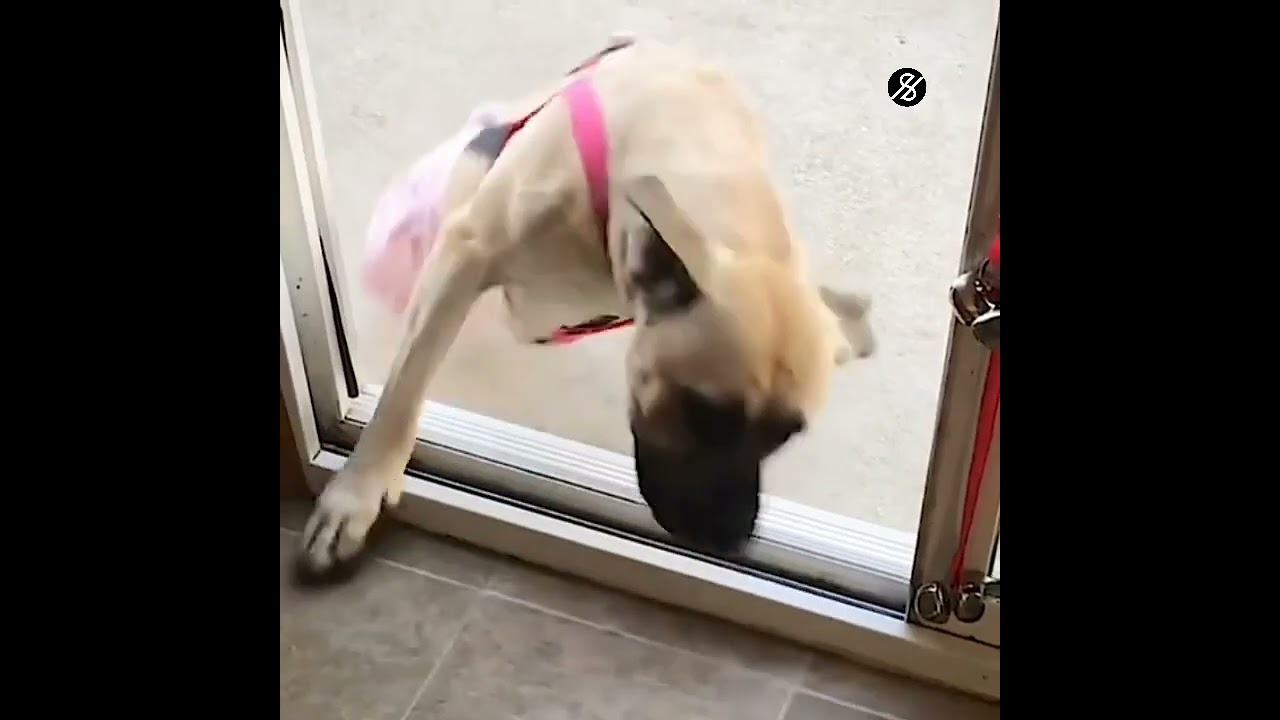 This dog will inspire you | #shorts