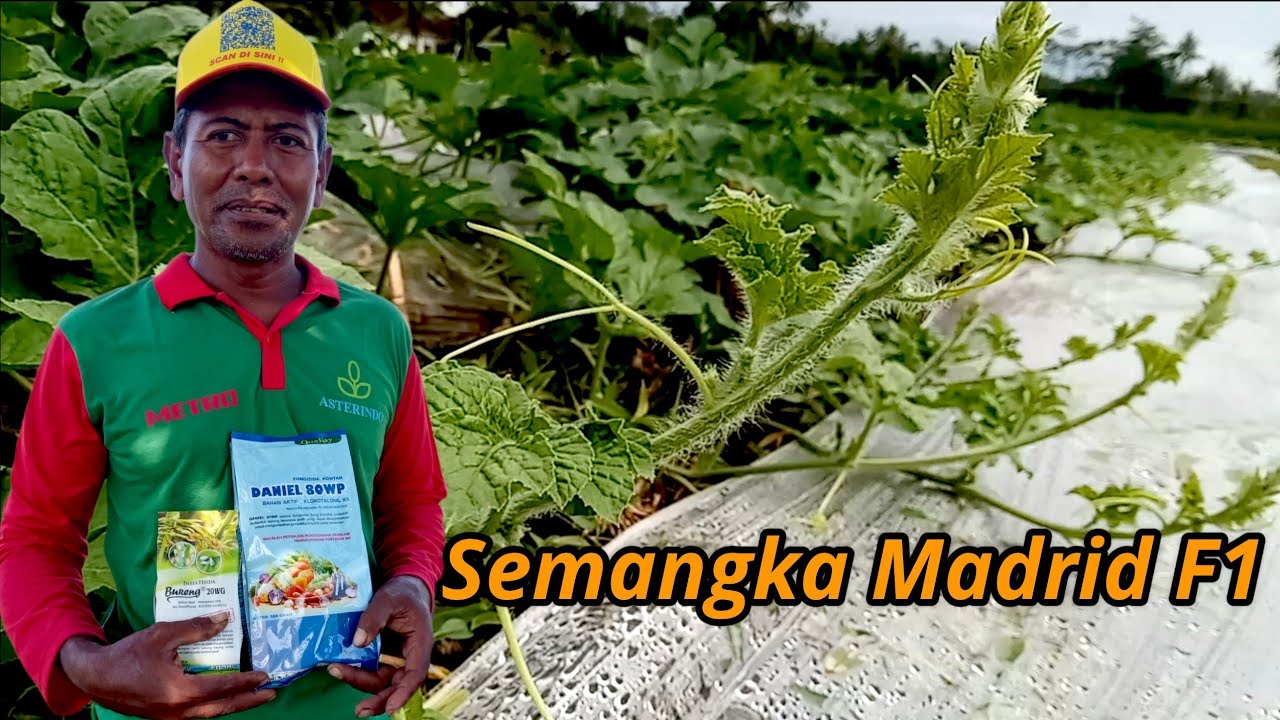 Semangka madrid f1 22 hst  #semangka #semangkamerah #melon #petanimelon