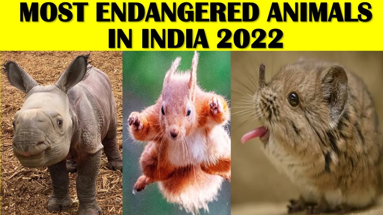 Critically Endangered Animals In India 2022| Critically Endangered Species In India 2022| endangered