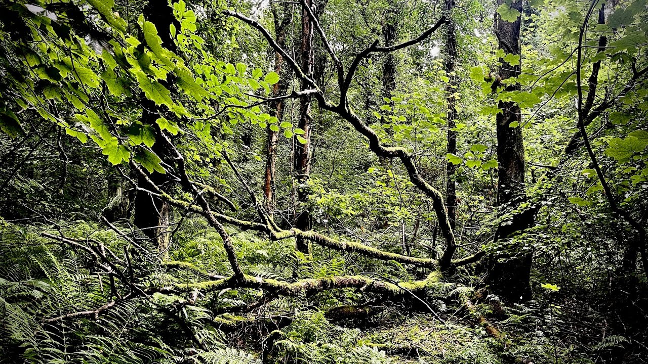 Art | Science | Forest: Future Forest Watching