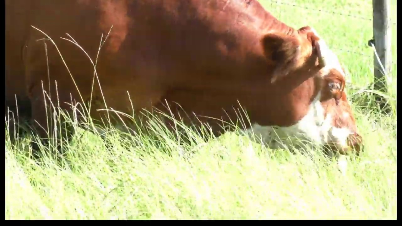 Influence of herbage mass on cattle production and behavior