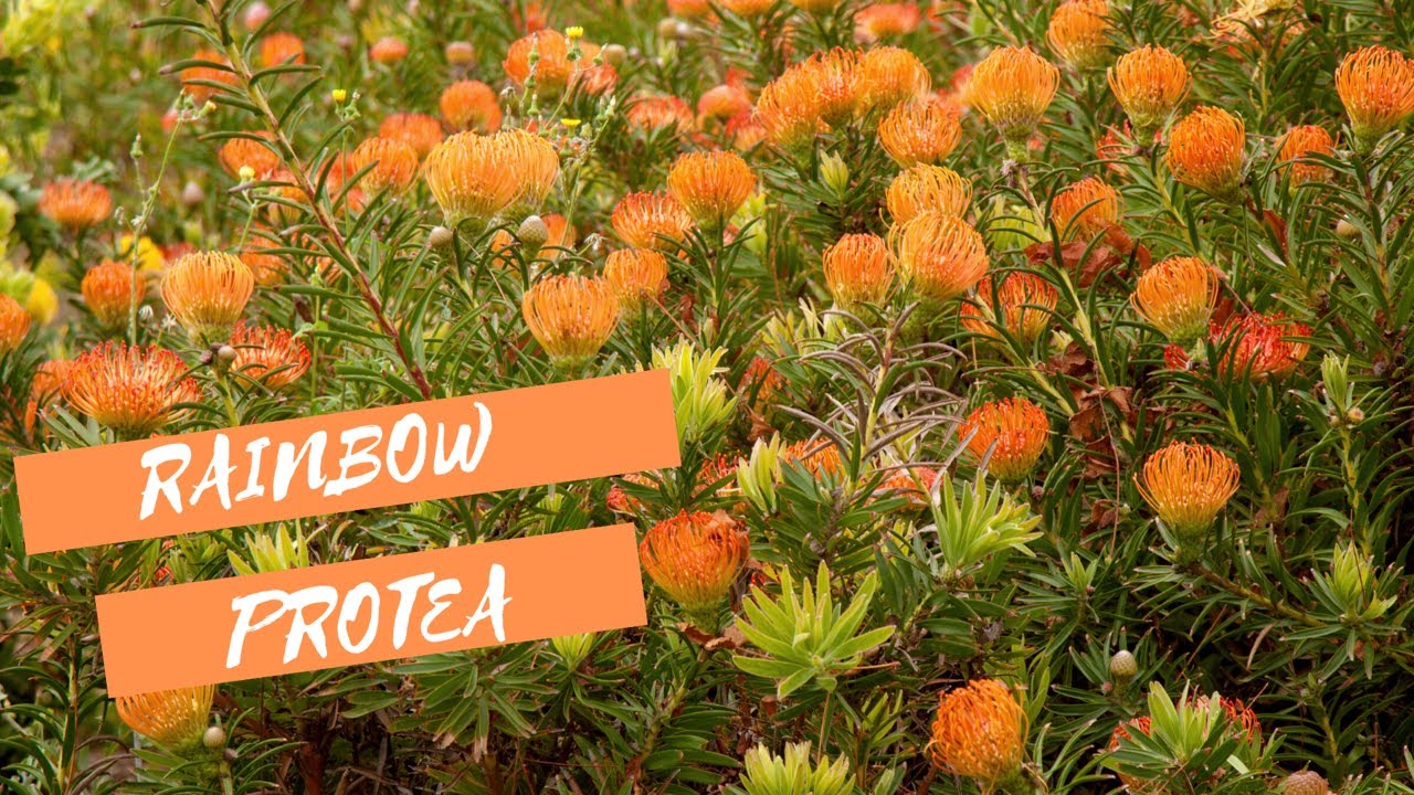 Pin Cushion Proteas at Rainbow Protea, an Exotic Cut Flower Grower and Shipper