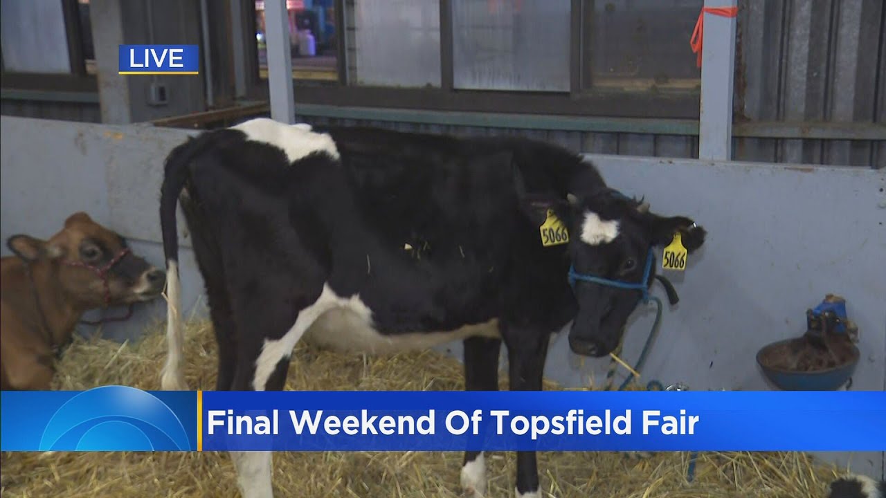 Levan Reid's first visit to Topsfield Fair cattle barn