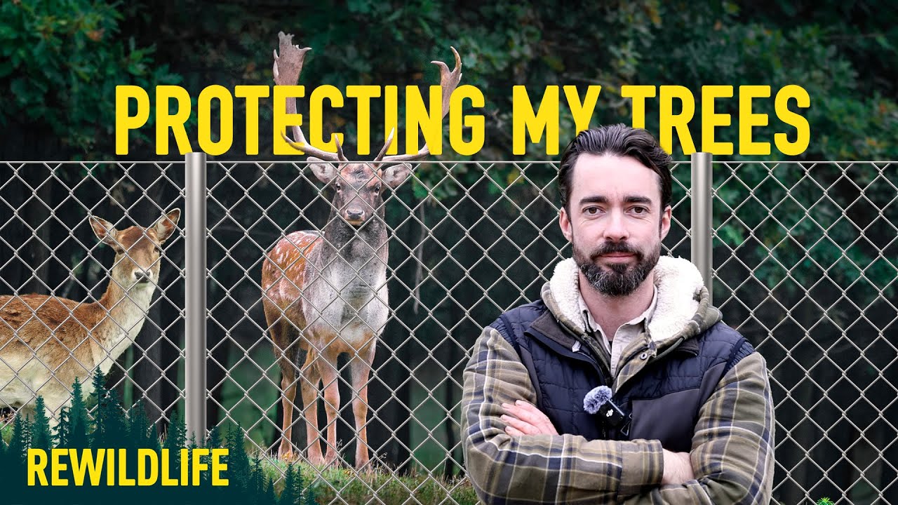 Rewilding my land- How do I protect my trees from deer?