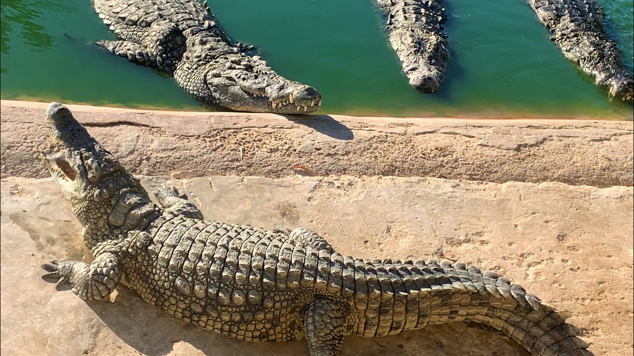 Crocodiles Crocodile Farm #Crocodiles  #крокодилы #djerba