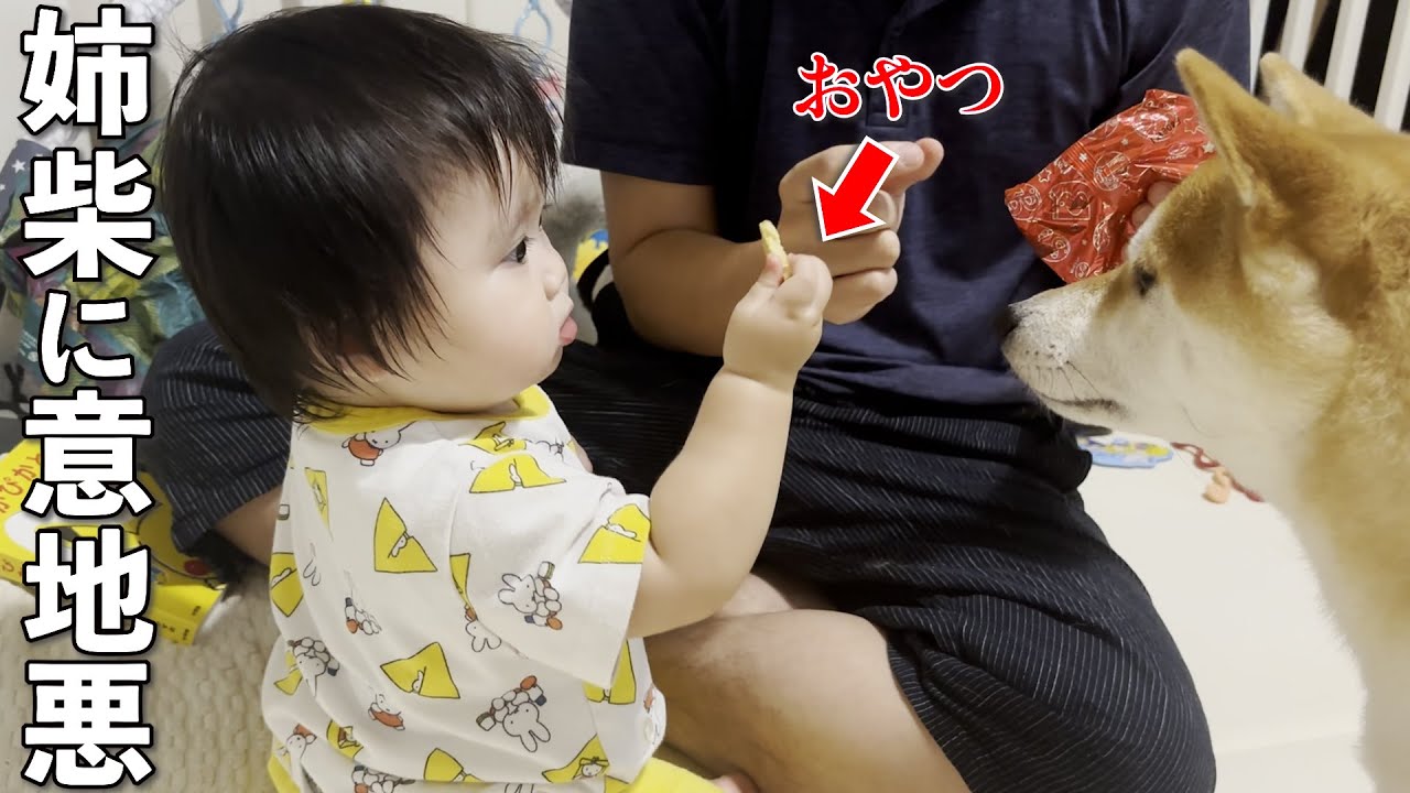 1歳児の思わせぶりな行動に困惑する柴犬