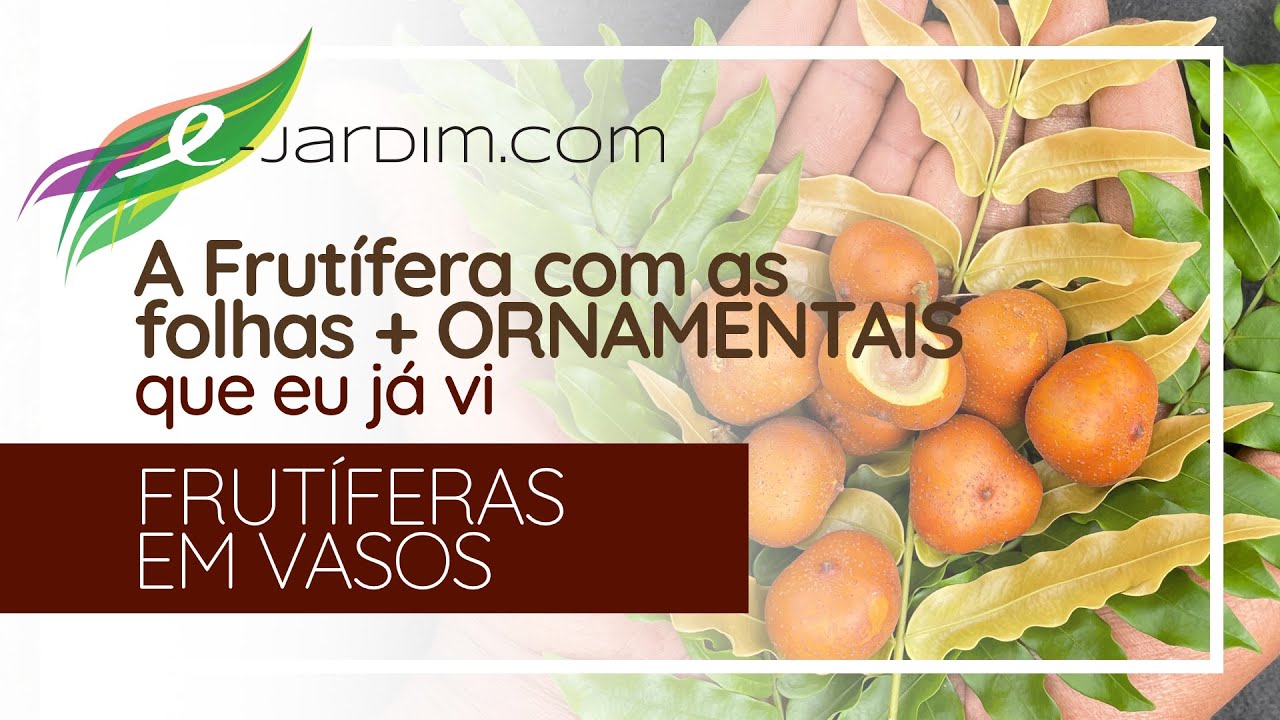 A Frutífera com as FOLHAS MAIS ORNAMENTAIS que eu já vi  - Frutíferas em Vasos | Sítio E-Jardim
