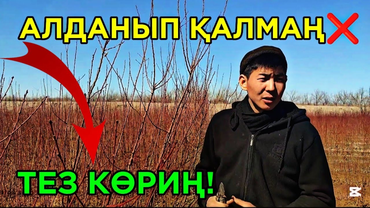 АСАМАДДИН БАҒМАН БАРЛЫҚ СЫРДЫ АШТЫ НЕГЕ МИЙУЕ НӘЛЛЕР ӨСПЕЙДИ! ХАЛЫҚ КӨРСИН!