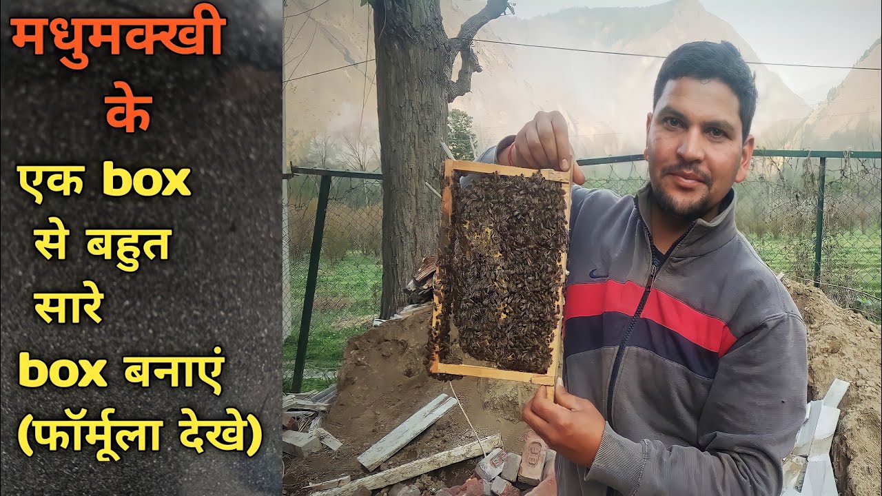 division of bees simple way (( मधुमक्खी के बॉक्स को बांटने की प्रक्रिया))