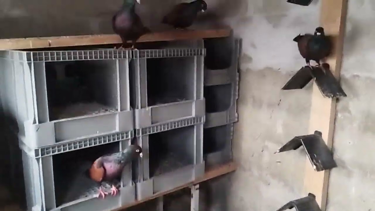 Damızlık Sırtıkızıl Güvercinlerim