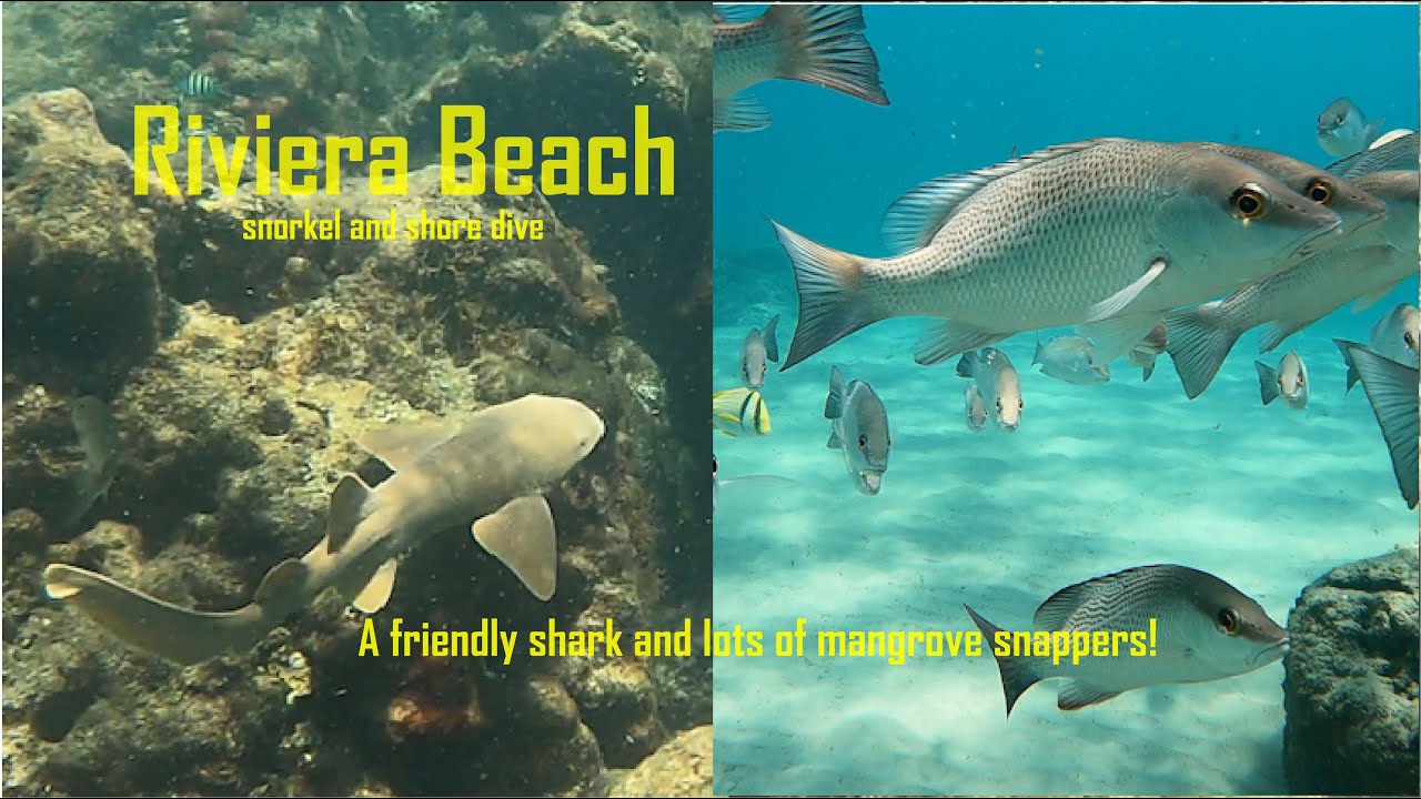 Riviera Beach snorkel and shore dive
