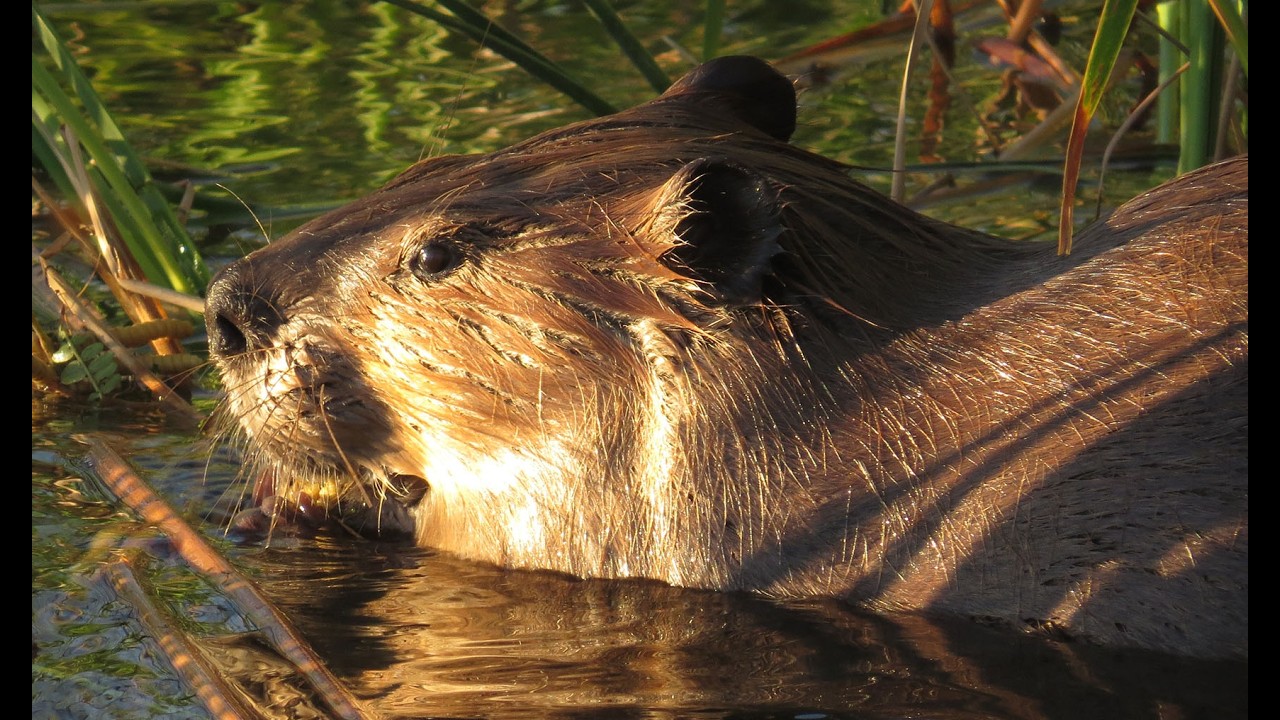 Beaver