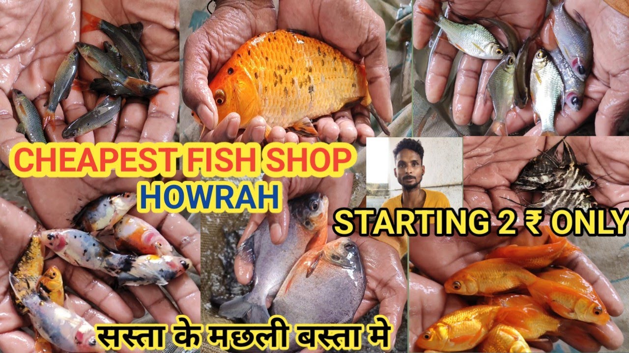 CHEAPEST AQUARIUM FISH PRICE UPDATE| DASNAGAR CTI HOWRAH  FISH MARKET KOLKATA|