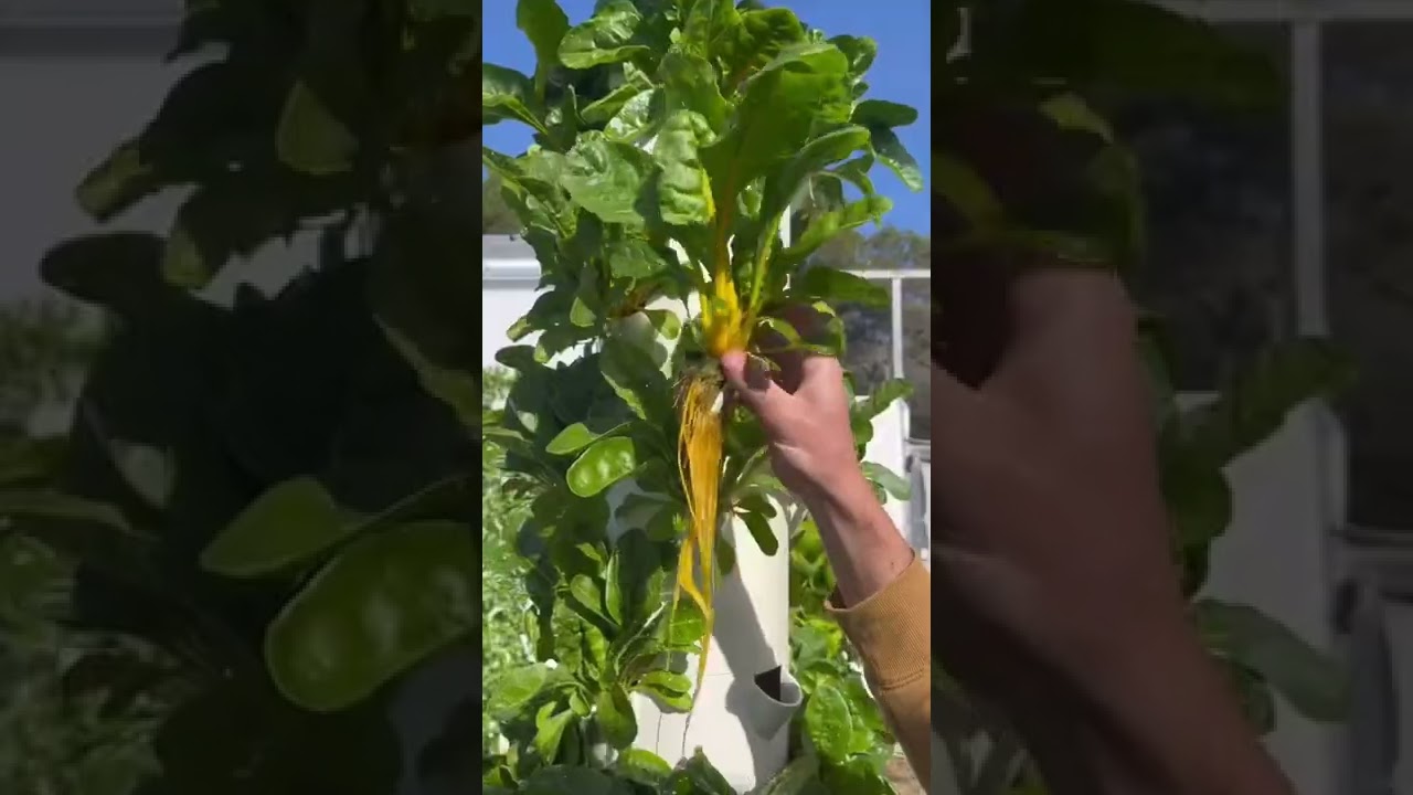 Using net-pots & growing clips on aeroponic towers #towergarden #aeroponics #verticalfarming