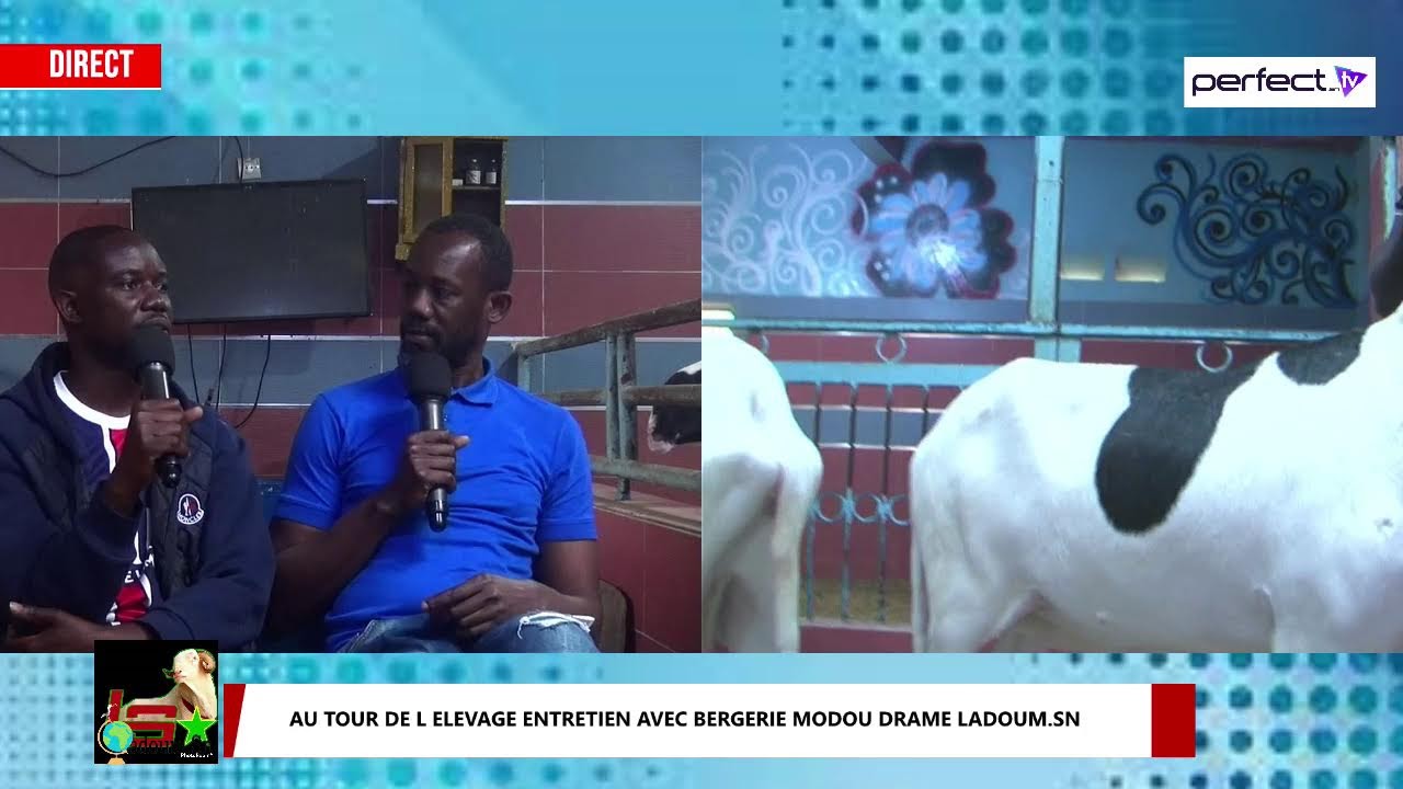 AU TOUR DE L ELEVAGE ENTRETIEN AVEC BERGERIE MODOU DRAME LADOUM.SN