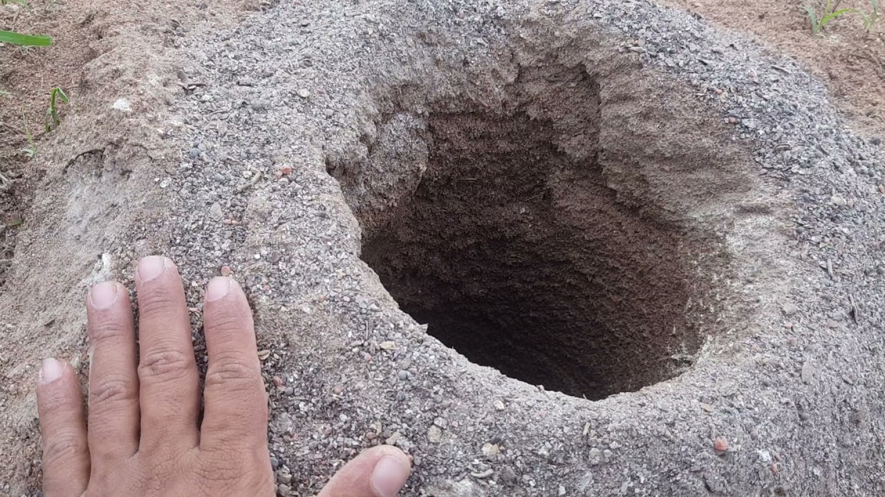 Maracujá sistema de plantio atualizado 2021