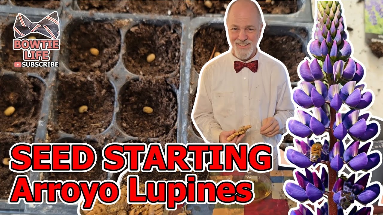 Arroyo Lupine Seed Sowing Technique: Planting Wildflower Meadow Flowers for Pollinators
