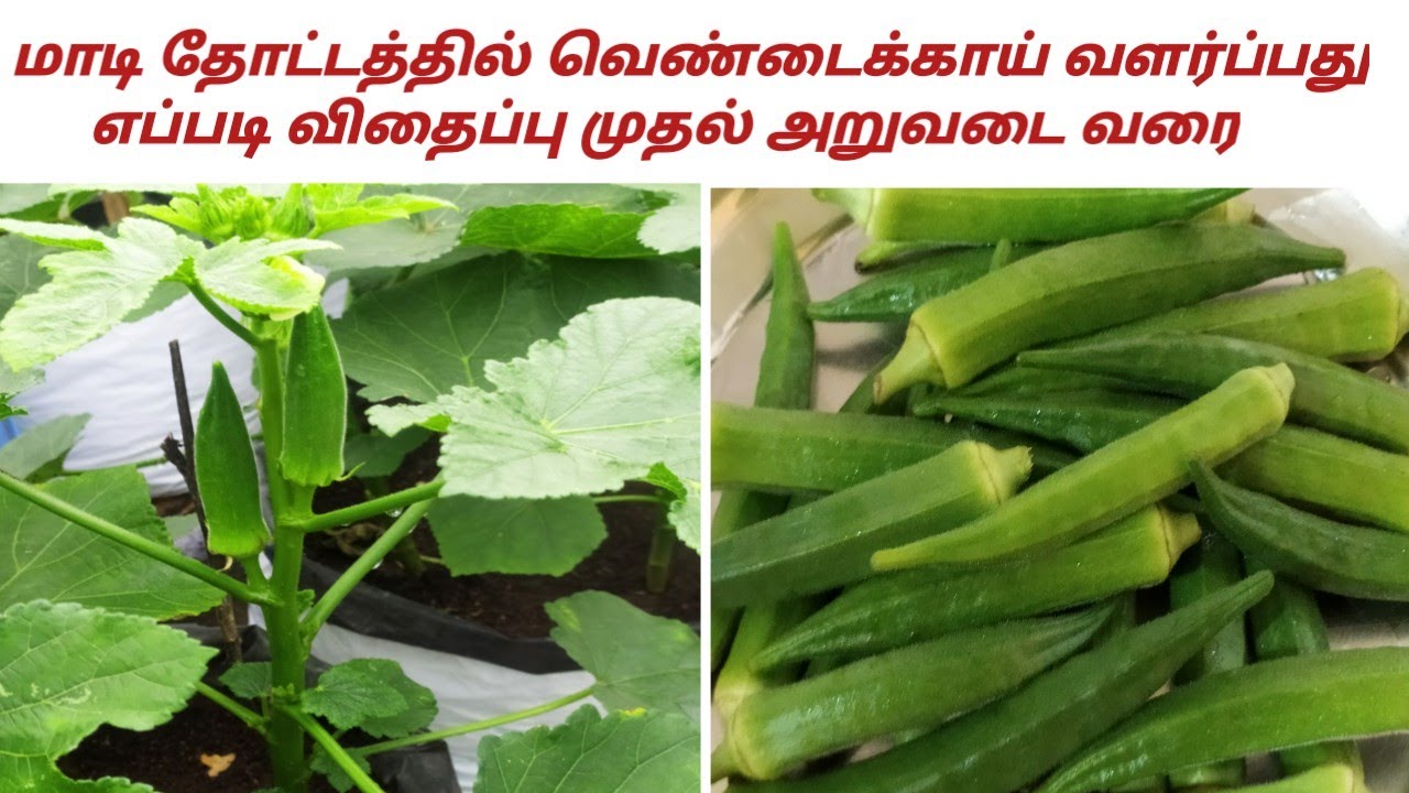 மாடி தோட்டத்தில் வெண்டைக்காய் வளர்ப்பது எப்படி || How To Grow Lady's Finger In Terrace Garden