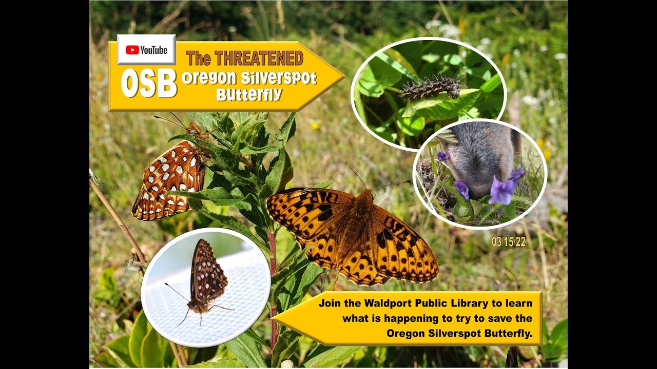 Oregon Silverspot Butterfly Virtual Program Waldport Library
